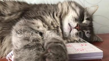 4K. 灰猫睡得很香。 这只猫有梦。